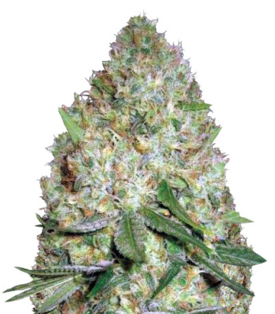 Chronic Monster XXL fem (Victory Seeds) семена конопли