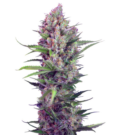 Cream Mandarine F1 Fast Version fem (Sweet Seeds) семена конопли
