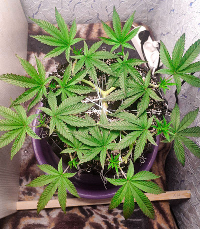 DO-SI-DOS fem (Cali Buds Seeds) семена конопли