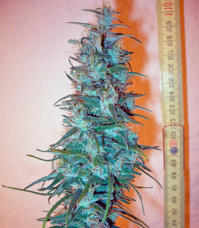 Dr. Grinspoon fem семена конопли