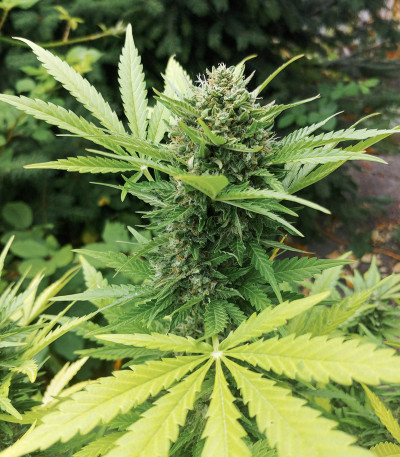 Gelato Auto fem (FastBuds) семена конопли