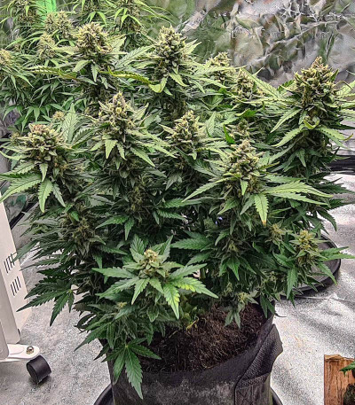 Gorilla Auto (Gorilla Glue Auto) fem Fastbuds семена конопли