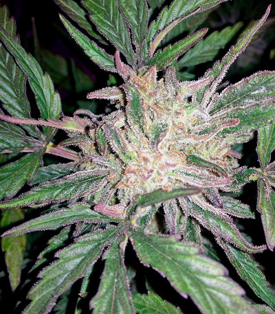 Jack 47 Auto fem (Sweet Seeds) семена конопли