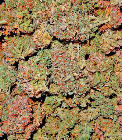 Keep Frosted Guava Autoflower fem (Seedkeepers) семена конопли