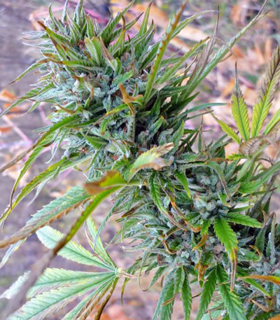 Medusa fem (Nirvana Seeds) семена конопли