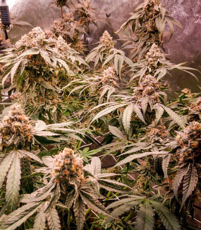 Mimosa Shot fem (Herbies Seeds) семена конопли