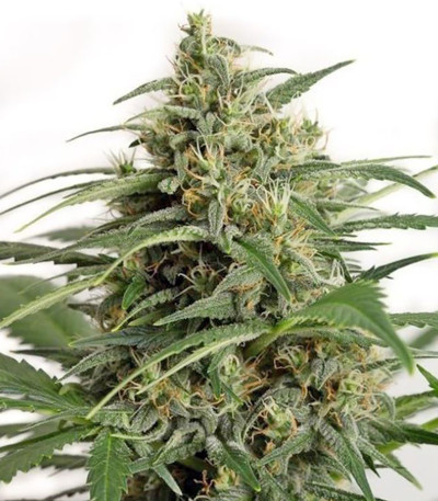 Moby Dick XXL Autoflowering fem семена конопли