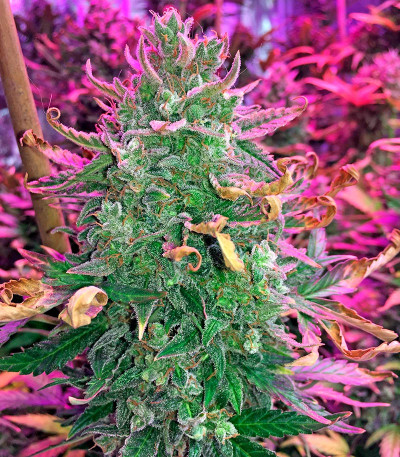 Moby Dick XXL Autoflowering fem семена конопли