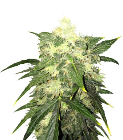 OG Kush Automatic fem (Nirvana Seeds) семена конопли