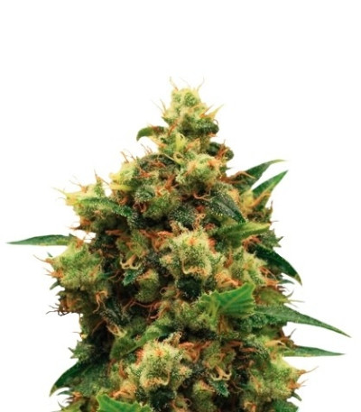 Painkiller XL fem (Royal Queen Seeds) семена конопли