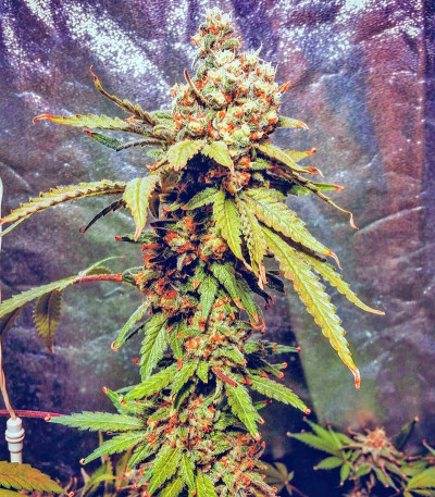 Pakistan Valley fem (World of Seeds) семена конопли