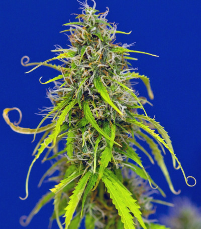 Pandora Auto fem (Paradise Seeds) семена конопли