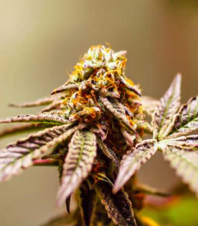 Purple OG Punch fem (Dutch Passion) семена конопли