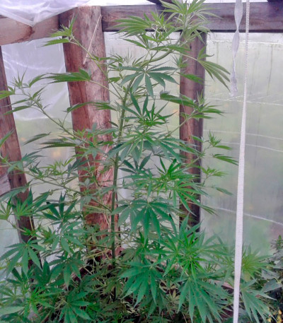 Purple Paro Valley fem семена конопли