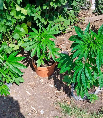 Serious 6 reg (Serious Seeds) семена конопли