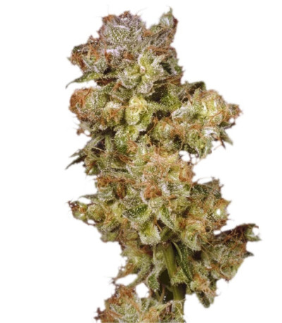 Купить семена марихуаны Skywalker шишки