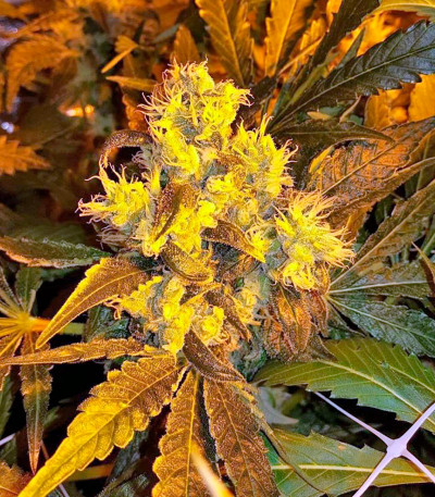 Sour Blueberry reg (Humboldt Seeds) семена конопли