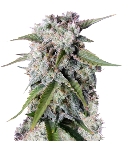 Tangie'matic auto fem семена конопли