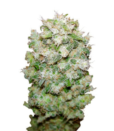 White Castle fem семена конопли