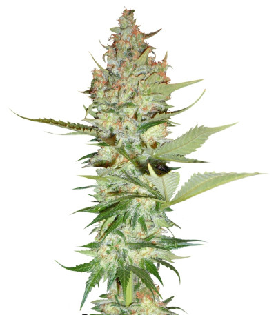 Wonder Woman reg (Nirvana Seeds) семена конопли