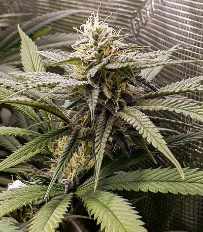 Gorilla Cookies FF fem (FastBuds) семена конопли