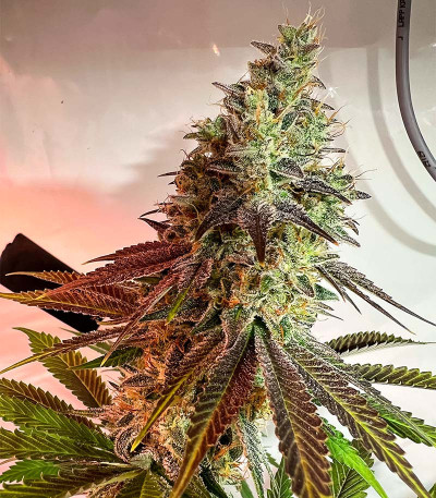 HighCloudZ fem (Green House Seeds) семена конопли