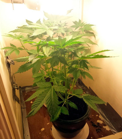 Northern Lights Auto fem конопля Green House Seeds