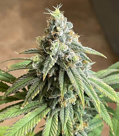 AK Kush Express (Kalashnikov Seeds) семена конопли