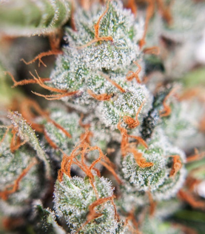 Auto Orange Bud fem (Dutch Passion) семена конопли