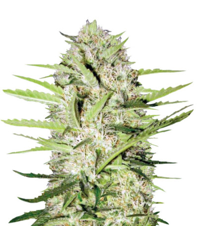 Auto Parmesan fem (Victory Seeds) семена конопли