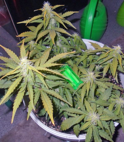 Automaria II fem (Paradise Seeds) семена конопли