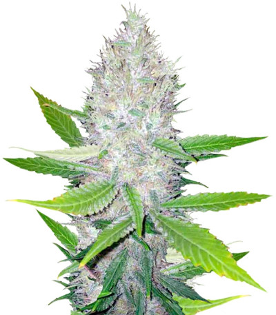 Blackberry fem (Nirvana Seeds) семена конопли