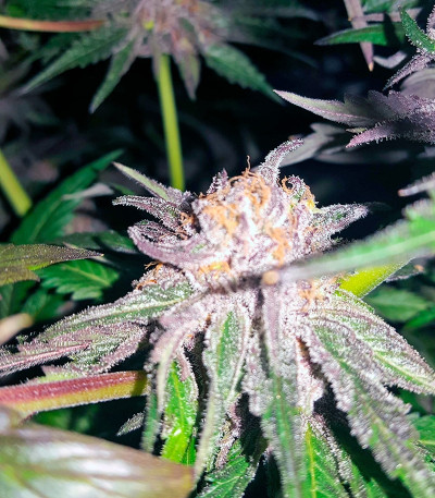 Bubba’s Gift fem (Humboldt Seeds) семена конопли