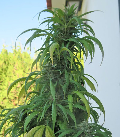 Buddha Kraken fem (Buddha Seeds) семена конопли