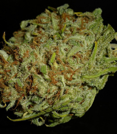 C99 fem (Female Seeds) семена конопли