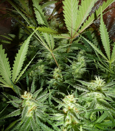 C99 fem (Female Seeds) семена конопли