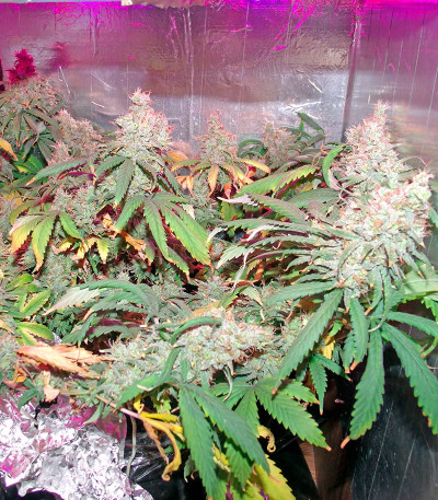 California Dream fem (Mandala Seeds) семена конопли