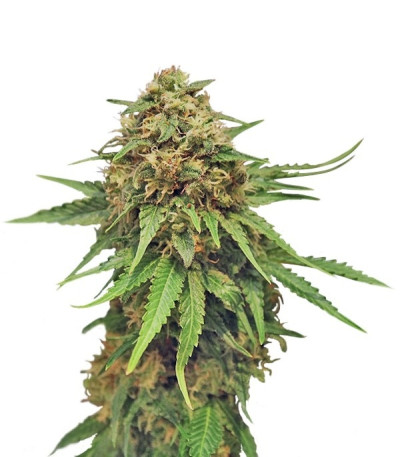 Critical fem (Royal Queen Seeds) семена конопли