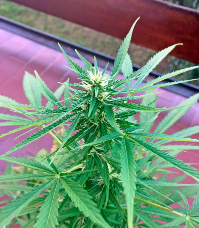 Critical + Autoflowering fem (Dinafem Seeds) семена конопли