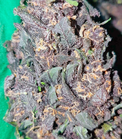 Devil Cream Auto fem (Sweet Seeds) семена конопли