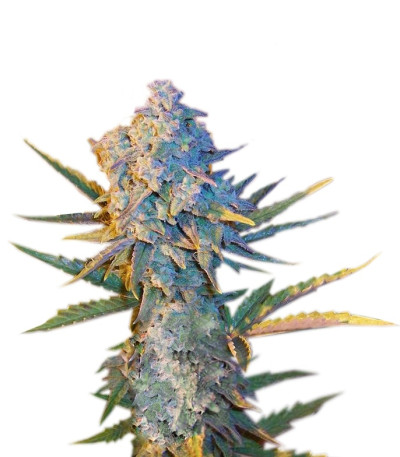 Diesel Ryder fem (Joint Doctor) семена конопли