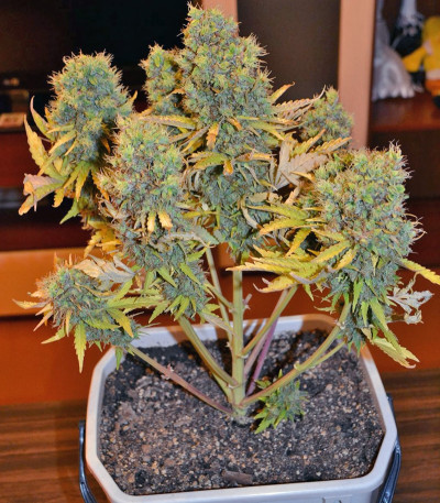 Easy Ryder auto fem (Joint Doctor) семена конопли