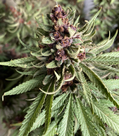 Girl Scout Cookies Auto (Nirvana Seeds) семена конопли