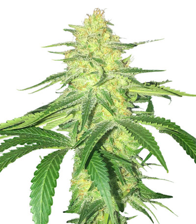 Микс Heavy Kickers Mix fem (Herbies Seeds) семян конопли