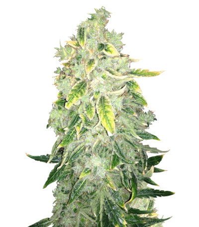 Kalashnikova fem семена конопли