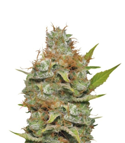 Kali Dog fem (Royal Queen Seeds) семена конопли