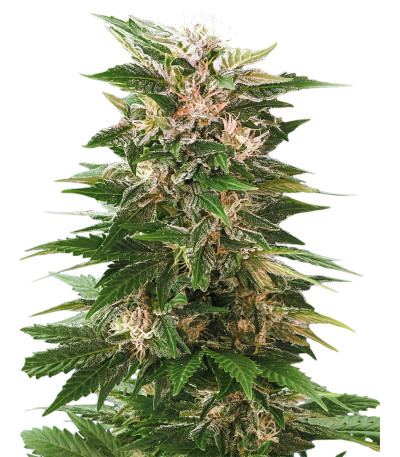 Kaya 47 fem (Advanced Seeds) семена конопли
