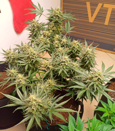 Mimosa Cake Auto fem семена конопли