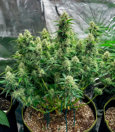 Orange President Auto fem (FastBuds) семена конопли