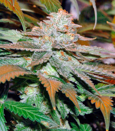 Сорт конопли Red Cherry Berry